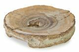 Cretaceous Fossil Shark Vertebra - Texas #316356-1
